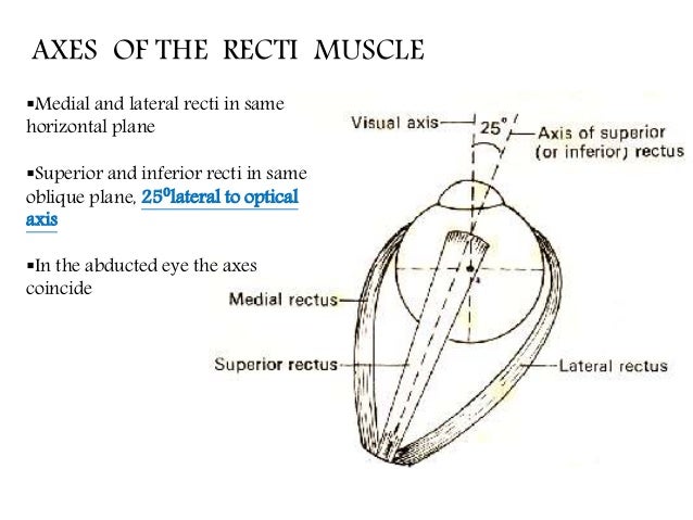 Medial rectus muscle function