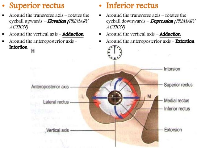 Extra ocular muscles ppt Extra ocular muscles ppt