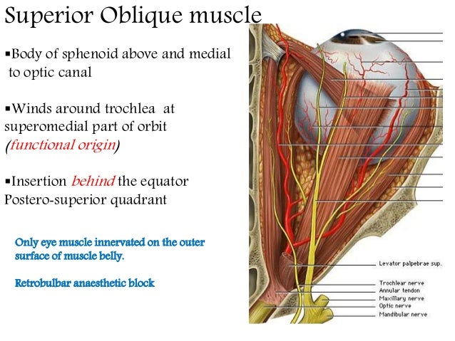 Oblique