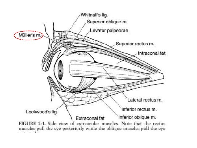 Extra ocular muscles ppt