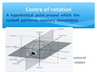 ∗ A hypothetical point around which the
eyeball performs rotatory movements
centre of
rotation
Centre of rotation
 