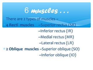 ∗ There are 2 types of muscles ~
∗ 4 Recti muscles ~Superior rectus (SR)
~Inferior rectus (IR)
~Medial rectus (MR)
~Lateral rectus (LR)
∗ 2 Oblique muscles ~Superior oblique (SO)
~Inferior oblique (IO)
6 muscles . . .
 