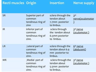 Recti muscles Origin Insertion Nerve supply
SR Superior part of
common
tendinous ring of
zinn
sclera through the
tendon about
7.7mm posterior
to limbus.
3rd
nerve(oculomotor
)
IR inferior part of
common
tendinous ring of
zinn.
sclera through
the tendon about
6.5mm posterior
to limbus.
3rd
nerve
(oculomotor )
LR Lateral part of
common
tendinous ring of
zinn.
sclera through the
tendon about 6.9
mm posterior to
limbus.
6th
nerve
(abducent)
MR Medial part of
common
tendinous ring of
zinn.
sclera through the
tendon about
5.5mm posterior
to limbus.
3rd
nerve
(oculomotor )
 
