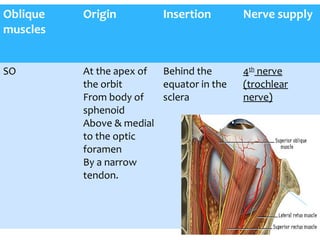 Oblique
muscles
Origin Insertion Nerve supply
SO At the apex of
the orbit
From body of
sphenoid
Above & medial
to the optic
foramen
By a narrow
tendon.
Behind the
equator in the
sclera
4th
nerve
(trochlear
nerve)
 