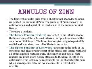 ANNULUS OF ZINN
• The four recti muscles arise from a short funnel-shaped tendinous
ring called the annulus of Zinn. The annulus of Zinn encloses the
optic foramen and a part of the medial end of the superior orbital
fissure.
• There are 2 tendons.
• The Lower Tendon (of Zinn) is attached to the inferior root of
the lesser wing of the sphenoid between the optic foramen and the
superior orbital fissure. The lower tendon gives origin to part of the
medial and lateral recti and all of the inferior rectus.
• The Upper Tendon (of Lockwood) arises from the body of the
sphenoid, and gives origin to part of the medial and lateral recti and
all of the superior rectus muscle. The superior and medial recti
muscles are much more closely attached to the dural sheath of the
optic nerve. This fact may be responsible for the characteristic pain
which accompanies extreme eye movements in retro-bulbar
neuritis.
 