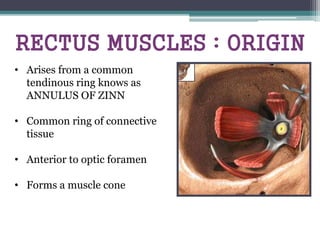 RECTUS MUSCLES : ORIGIN
• Arises from a common
tendinous ring knows as
ANNULUS OF ZINN
• Common ring of connective
tissue
• Anterior to optic foramen
• Forms a muscle cone
 