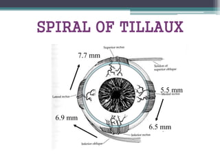 SPIRAL OF TILLAUX
5.5 mm
6.5 mm
6.9 mm
7.7 mm
 