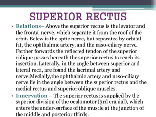 SUPERIOR RECTUS
• Relations– Above the superior rectus is the levator and
the frontal nerve, which separate it from the roof of the
orbit. Below is the optic nerve, but separated by orbital
fat, the ophthalmic artery, and the naso-ciliary nerve.
Farther forwards the reflected tendon of the superior
oblique passes beneath the superior rectus to reach its
insertion. Laterally, in the angle between superior and
lateral recti, are found the lacrimal artery and
nerve.Medially,the ophthalmic artery and naso-ciliary
nerve lie in the angle between the superior rectus and the
medial rectus and superior oblique muscles.
• Innervation – The superior rectus is supplied by the
superior division of the oculomotor (3rd cranial), which
enters the under-surface of the muscle at the junction of
the middle and posterior thirds.
 