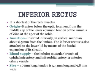 INFERIOR RECTUS
• It is shortest of the recti muscles.
• Origin–It arises below the optic foramen, from the
middle slip of the lower common tendon of the annulus
of Zinn at the apex of the orbit.
• Insertion– inserted inferiorly, in vertical meridian
about 6.5 mm from the limbus. The inferior rectus is also
attached to the lower lid by means of the fascial
expansion of its sheath.
• Blood supply – the inferior muscular branch of
ophthalmic artery and infraorbital artery, 2 anterior
ciliary vessels
• Size – 40 mm long; tendon is 5.5 mm long and 9.8 mm
wide
 