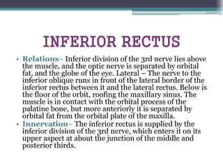 INFERIOR RECTUS
• Relations– Inferior division of the 3rd nerve lies above
the muscle, and the optic nerve is separated by orbital
fat, and the globe of the eye. Lateral – The nerve to the
inferior oblique runs in front of the lateral border of the
inferior rectus between it and the lateral rectus. Below is
the floor of the orbit, roofing the maxillary sinus. The
muscle is in contact with the orbital process of the
palatine bone, but more anteriorly it is separated by
orbital fat from the orbital plate of the maxilla.
• Innervation– The inferior rectus is supplied by the
inferior division of the 3rd nerve, which enters it on its
upper aspect at about the junction of the middle and
posterior thirds.
 