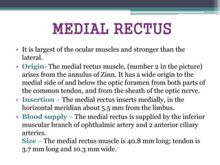MEDIAL RECTUS
• It is largest of the ocular muscles and stronger than the
lateral.
• Origin- The medial rectus muscle, (number 2 in the picture)
arises from the annulus of Zinn. It has a wide origin to the
medial side of and below the optic foramen from both parts of
the common tendon, and from the sheath of the optic nerve.
• Insertion – The medial rectus inserts medially, in the
horizontal meridian about 5.5 mm from the limbus.
• Blood supply – The medial rectus is supplied by the inferior
muscular branch of ophthalmic artery and 2 anterior ciliary
arteries.
Size – The medial rectus muscle is 40.8 mm long; tendon is
3.7 mm long and 10.3 mm wide.
 