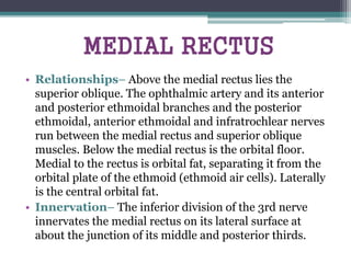MEDIAL RECTUS
• Relationships– Above the medial rectus lies the
superior oblique. The ophthalmic artery and its anterior
and posterior ethmoidal branches and the posterior
ethmoidal, anterior ethmoidal and infratrochlear nerves
run between the medial rectus and superior oblique
muscles. Below the medial rectus is the orbital floor.
Medial to the rectus is orbital fat, separating it from the
orbital plate of the ethmoid (ethmoid air cells). Laterally
is the central orbital fat.
• Innervation– The inferior division of the 3rd nerve
innervates the medial rectus on its lateral surface at
about the junction of its middle and posterior thirds.
 