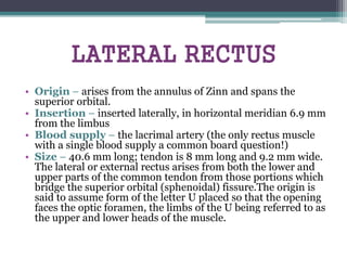 LATERAL RECTUS
• Origin – arises from the annulus of Zinn and spans the
superior orbital.
• Insertion – inserted laterally, in horizontal meridian 6.9 mm
from the limbus
• Blood supply – the lacrimal artery (the only rectus muscle
with a single blood supply a common board question!)
• Size – 40.6 mm long; tendon is 8 mm long and 9.2 mm wide.
The lateral or external rectus arises from both the lower and
upper parts of the common tendon from those portions which
bridge the superior orbital (sphenoidal) fissure.The origin is
said to assume form of the letter U placed so that the opening
faces the optic foramen, the limbs of the U being referred to as
the upper and lower heads of the muscle.
 