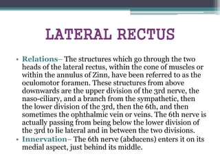 LATERAL RECTUS
• Relations– The structures which go through the two
heads of the lateral rectus, within the cone of muscles or
within the annulus of Zinn, have been referred to as the
oculomotor foramen. These structures from above
downwards are the upper division of the 3rd nerve, the
naso-ciliary, and a branch from the sympathetic, then
the lower division of the 3rd, then the 6th, and then
sometimes the ophthalmic vein or veins. The 6th nerve is
actually passing from being below the lower division of
the 3rd to lie lateral and in between the two divisions.
• Innervation– The 6th nerve (abducens) enters it on its
medial aspect, just behind its middle.
 