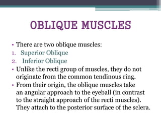 OBLIQUE MUSCLES
• There are two oblique muscles:
1. Superior Oblique
2. Inferior Oblique
• Unlike the recti group of muscles, they do not
originate from the common tendinous ring.
• From their origin, the oblique muscles take
an angular approach to the eyeball (in contrast
to the straight approach of the recti muscles).
They attach to the posterior surface of the sclera.
 