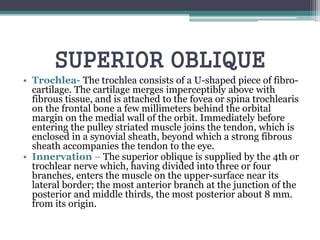 SUPERIOR OBLIQUE
• Trochlea- The trochlea consists of a U-shaped piece of fibro-
cartilage. The cartilage merges imperceptibly above with
fibrous tissue, and is attached to the fovea or spina trochlearis
on the frontal bone a few millimeters behind the orbital
margin on the medial wall of the orbit. Immediately before
entering the pulley striated muscle joins the tendon, which is
enclosed in a synovial sheath, beyond which a strong fibrous
sheath accompanies the tendon to the eye.
• Innervation – The superior oblique is supplied by the 4th or
trochlear nerve which, having divided into three or four
branches, enters the muscle on the upper-surface near its
lateral border; the most anterior branch at the junction of the
posterior and middle thirds, the most posterior about 8 mm.
from its origin.
 