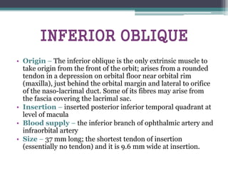 INFERIOR OBLIQUE
• Origin – The inferior oblique is the only extrinsic muscle to
take origin from the front of the orbit; arises from a rounded
tendon in a depression on orbital floor near orbital rim
(maxilla), just behind the orbital margin and lateral to orifice
of the naso-lacrimal duct. Some of its fibres may arise from
the fascia covering the lacrimal sac.
• Insertion – inserted posterior inferior temporal quadrant at
level of macula
• Blood supply – the inferior branch of ophthalmic artery and
infraorbital artery
• Size – 37 mm long; the shortest tendon of insertion
(essentially no tendon) and it is 9.6 mm wide at insertion.
 
