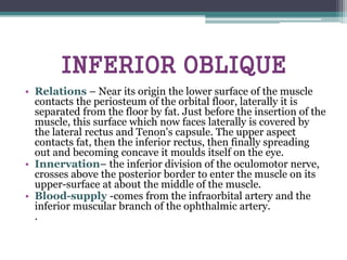 INFERIOR OBLIQUE
• Relations – Near its origin the lower surface of the muscle
contacts the periosteum of the orbital floor, laterally it is
separated from the floor by fat. Just before the insertion of the
muscle, this surface which now faces laterally is covered by
the lateral rectus and Tenon's capsule. The upper aspect
contacts fat, then the inferior rectus, then finally spreading
out and becoming concave it moulds itself on the eye.
• Innervation– the inferior division of the oculomotor nerve,
crosses above the posterior border to enter the muscle on its
upper-surface at about the middle of the muscle.
• Blood-supply -comes from the infraorbital artery and the
inferior muscular branch of the ophthalmic artery.
.
 