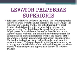 • It is a striated muscle to elevate the eyelid. The levator palpebrae
superioris arises from the under-surface of the lesser wing of the
sphenoid above and in front of the optic foramen by a short
tendon which is blended with the underlying origin of the
superior rectus. The flat ribbon-like muscle belly 40 mm in
length passes forwards below the roof of the orbit and on the
superior rectus to about 1 cm. behind the orbital septum (at the
upper fornix or a few millimeters in front of the equator of the
eye), where it ends in a membranous expansion or aponeurosis.
The tendon is about 10-15 mm in length and extend from the
equator forward. This spreads out in a fan-shaped manner, so as
to occupy the whole breadth of the orbit and thus gives the whole
muscle tendon complex the approximate form of an isosceles
triangle.
LEVATOR PALPEBRAE
SUPERIORIS
 