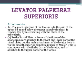 Attachments:
• (a) The main insertion of the levator is to the skin of the
upper lid at and below the upper palpebral sulcus. It
reaches this by intercalating with the fibres of the
orbicularis.
• (b) To the Tarsal Plate. – Some of the fibres of the
aponeurosis are attached to the front and lower part of the
tarsal plate, but the main attachment of the levator here is
via the smooth superior palpebral muscle of Muller. This is
continuous with the fleshy part of the levator, and is
attached to the upper border of the tarsus.
LEVATOR PALPEBRAE
SUPERIORIS
 