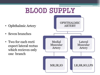 OPHTHALMIC
ARTERY
Medial
Muscular
Artery
MR,IR,IO
Lateral
Muscular
Artery
LR,SR,SO,LPS
BLOOD SUPPLY
• Ophthalmic Artery
• Seven branches
• Two for each recti
expect lateral rectus
which recieves only
one branch
 