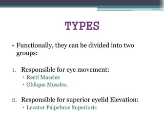 TYPES
• Functionally, they can be divided into two
groups:
1. Responsible for eye movement:
 Recti Muscles
 Oblique Muscles.
2. Responsible for superior eyelid Elevation:
 Levator Palpebrae Superioris
 