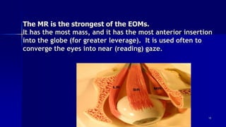 The MR is the strongest of the EOMs.
It has the most mass, and it has the most anterior insertion
into the globe (for greater leverage). It is used often to
converge the eyes into near (reading) gaze.
Optom. Ankit Varshney 15
 