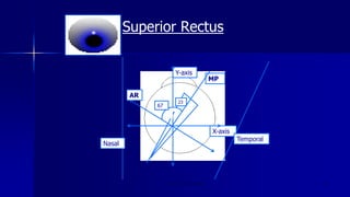Superior Rectus
Optom. Ankit Varshney 18
Y-axis
MP
X-axis
23
67
Nasal
Temporal
AR
 