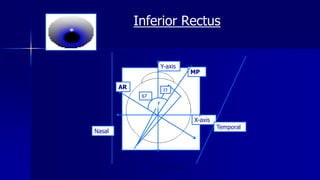 Inferior Rectus
Optom. Ankit Varshney 22
Y-axis
MP
X-axis
23
67
Nasal
Temporal
AR
 