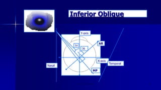 Inferior Oblique
Optom. Ankit Varshney 28
Y-axis
MP
X-axis
Nasal
Temporal
AR
54
36
 