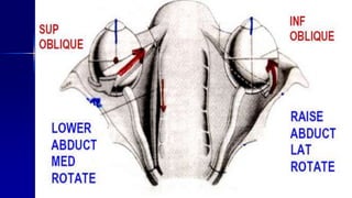Optom. Ankit Varshney 31
 