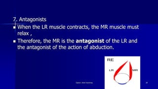7. Antagonists
 When the LR muscle contracts, the MR muscle must
relax ,
 Therefore, the MR is the antagonist of the LR and
the antagonist of the action of abduction.
Optom. Ankit Varshney 39
 