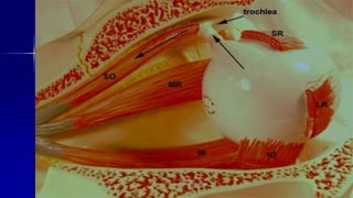 Optom. Ankit Varshney 4
 