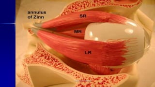 Optom. Ankit Varshney 5
 