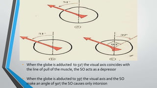 • When the globe is adducted to 51 ͦ, the visual axis coincides with
the line of pull of the muscle, the SO acts as a depressor
• When the globe is abducted to 39 ͦ, the visual axis and the SO
make an angle of 90 ͦ, the SO causes only intorsion
 