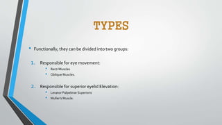 TYPES
• Functionally, they can be divided into two groups:
1. Responsible for eye movement:
• Recti Muscles
• Oblique Muscles.
2. Responsible for superior eyelid Elevation:
• Levator Palpebrae Superioris
• Muller’s Muscle.
 