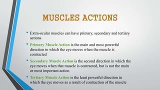 MUSCLES ACTIONS
• Extra-ocular muscles can have primary, secondary and tertiary
actions
• Primary Muscle Action is the main and most powerful
direction in which the eye moves when the muscle is
contracted
• Secondary Muscle Action is the second direction in which the
eye moves when that muscle is contracted, but is not the main
or most important action
• Tertiary Muscle Action is the least powerful direction in
which the eye moves as a result of contraction of the muscle
 