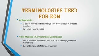 TERMINOLOGIES USED
FOR EOM
• Antagonists:
• A pair of muscles in the same eye that move the eye in opposite
directions
• Ex. right LR and right MR.
• Yoke Muscles ( Contralateral Synergists):
• Pair of muscles, one in each eye , that produce conjugate ocular
movements
• Ex. right LR and left MR in dextroversion
 
