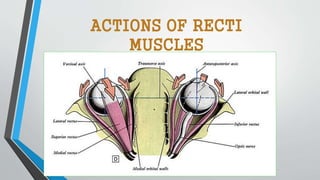 ACTIONS OF RECTI
MUSCLES
 