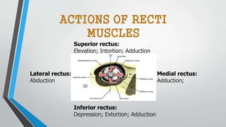 Superior rectus:
Elevation; Intortion; Adduction
Inferior rectus:
Depression; Extortion; Adduction
Medial rectus:
Adduction;
Lateral rectus:
Abduction
ACTIONS OF RECTI
MUSCLES
 