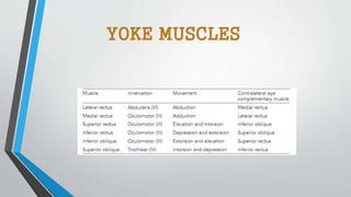 YOKE MUSCLES
 