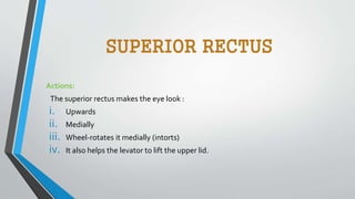 SUPERIOR RECTUS
Actions:
The superior rectus makes the eye look :
i. Upwards
ii. Medially
iii. Wheel-rotates it medially (intorts)
iv. It also helps the levator to lift the upper lid.
 