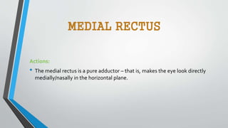 MEDIAL RECTUS
Actions:
• The medial rectus is a pure adductor – that is, makes the eye look directly
medially/nasally in the horizontal plane.
 