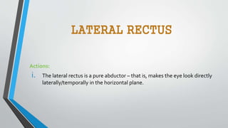 LATERAL RECTUS
Actions:
i. The lateral rectus is a pure abductor – that is, makes the eye look directly
laterally/temporally in the horizontal plane.
 