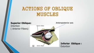 Superior Oblique:
Intortion
( Anterior Fibers)
Inferior Oblique :
Extortion
Anteroposterior axis
ACTIONS OF OBLIQUE
MUSCLES
 