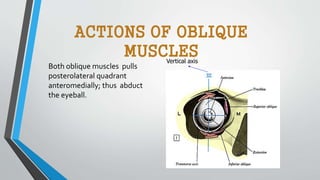 ACTIONS OF OBLIQUE
MUSCLES
Both oblique muscles pulls
posterolateral quadrant
anteromedially; thus abduct
the eyeball.
Vertical axis
 