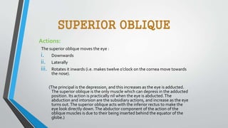 SUPERIOR OBLIQUE
Actions:
The superior oblique moves the eye :
i. Downwards
ii. Laterally
iii. Rotates it inwards (i.e. makes twelve o’clock on the cornea move towards
the nose).
(The principal is the depression, and this increases as the eye is adducted.
The superior oblique is the only muscle which can depress in the adducted
position. Its action is practically nil when the eye is abducted.The
abduction and intorsion are the subsidiary actions, and increase as the eye
turns out.The superior oblique acts with the inferior rectus to make the
eye look directly down.The abductor component of the action of the
oblique muscles is due to their being inserted behind the equator of the
globe.)
 