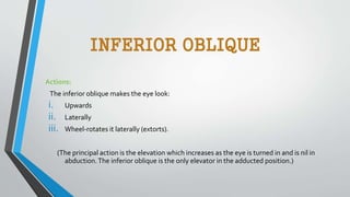 INFERIOR OBLIQUE
Actions:
The inferior oblique makes the eye look:
i. Upwards
ii. Laterally
iii. Wheel-rotates it laterally (extorts).
(The principal action is the elevation which increases as the eye is turned in and is nil in
abduction.The inferior oblique is the only elevator in the adducted position.)
 