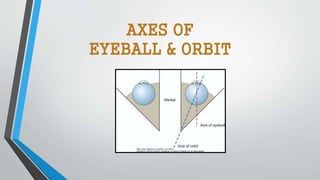 AXES OF
EYEBALL & ORBIT
 