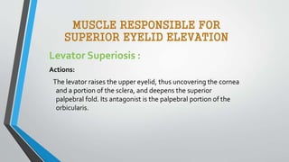 MUSCLE RESPONSIBLE FOR
SUPERIOR EYELID ELEVATION
Levator Superiosis :
Actions:
The levator raises the upper eyelid, thus uncovering the cornea
and a portion of the sclera, and deepens the superior
palpebral fold. Its antagonist is the palpebral portion of the
orbicularis.
 